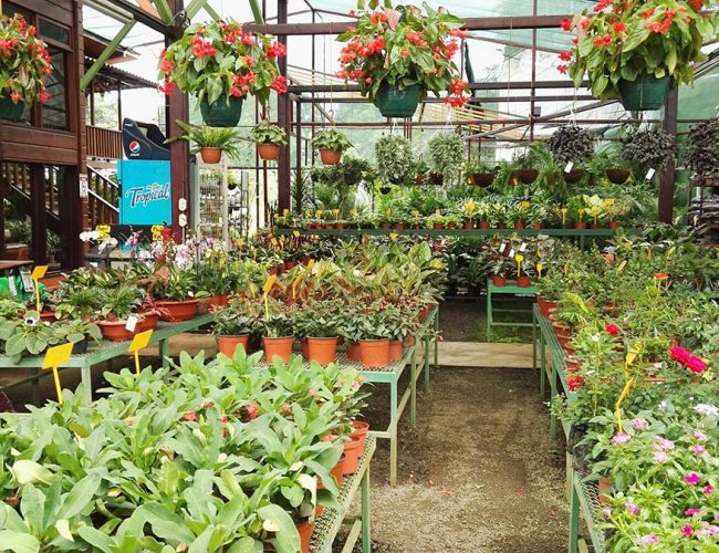 Viveros La Bonita Zona Sur Costa Rica